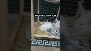 #youtubeshorts #animal #pet #bunny #farming #rabbit #viral