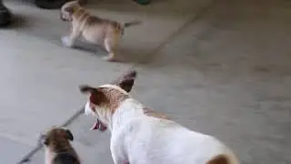 Jug Puppies For Sale