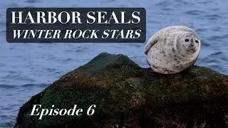Harbor Seals - Winter Rock Stars