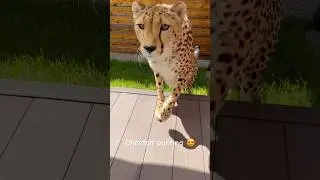 how a cheetah purrs🥹