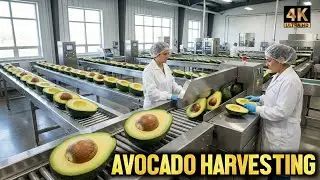 How Avocado Is Harvested and Packed | From Farm to Packaging Process
