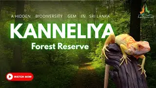Kanneliya Forest Reserve | A Hidden Biodiversity Gem in Sri Lanka #rainforest #srilanka #travel