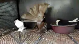 AMERICAN FANTAIL O FEATHER SQUAB - SRK LOFT