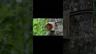 Squirrels: Nature's Little Bundles of Chaos #amazinganimals #naturecuriosities  #cutestanimals
