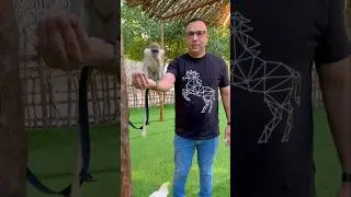Vervet Monkey Encounter