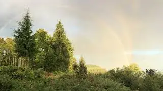 Forest Rain Olympic Peninsula : 9 Hours of Relaxing Natural Sound