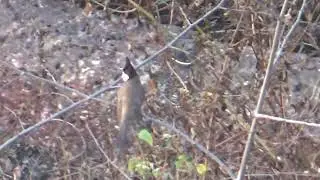 BulBul #Bird#Unique & Rare Bird
