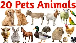 20 पालतू जानवर सीखें | Learn 20 Pets Names for Kids with Pictures & Sounds | Kids Learning Video