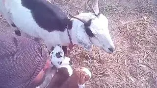New born baby goats vs mother goats for sale in maveshimandi