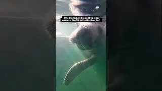 Wild Manatee Encounter in the Florida Keys! #wildlifeencounters #floridakeys