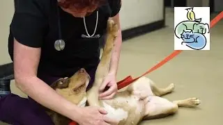 Young-Williams Animal Center in Need of X-Ray Machine