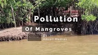 Pollution Of Mangroves