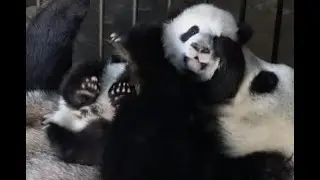 Mother panda dotes on her cub| CCTV English