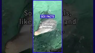 Some animals, like dolphins and bonobos engage in sexual activity purely for pleasure. #sex #facts ￼