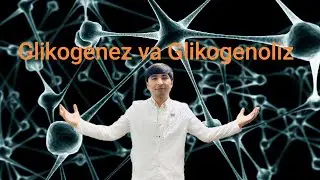 Glikogenez va Glikogenoliz | Glikogen hosil boʻlishi va parchalanishi  | Biokimyo | Avitsenna