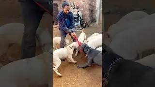 Can Corso Dogo Argentina 😱👺#dogshorts #shortvideo #canecorso