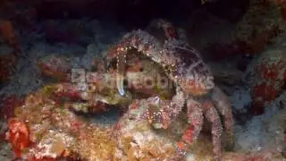CRAB SITTING ON CORAL BJ92DUSEB