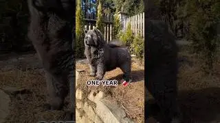 One Month to One Year Chow chow dog transformation #feed #dog #cute #chowchow #song #shots #dog#love