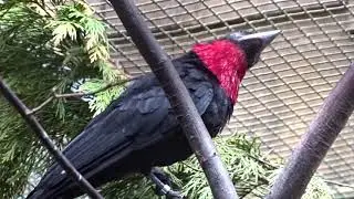 Purpurbrustkotinga