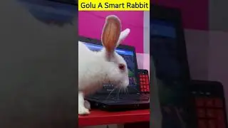 Cute baby rabbit video #shorts  @viralhog @animalplanet1896 @theworldadventureshindi