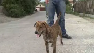 pitt bull alex bor