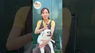 保護犬カフェSORA　在籍わんちゃん紹介「メロちゃん」【project SORA】
