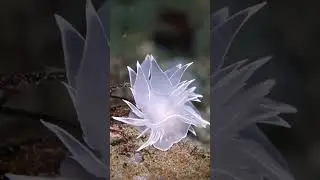 Meet the White Lined Dirona