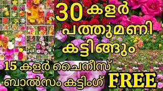 FREE🥳🥳 FREE 15കളർ ചൈനീസ് ബാൽസം #pathumani #plants #plantcare #gardening #pottingmix #rose #flowers