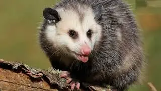 small animal removal | Westerville, OH - The Wildlife Control Company Inc