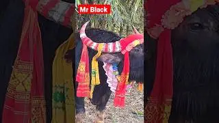 DEUBALI MOH TU 😍 #wildlife #mohjuj #assam #buffalofight #buffalo #subscribe #new #story #status