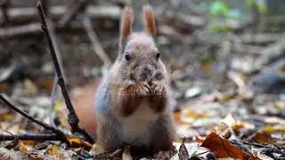 Wild fluffy squirrel gnawing nuts at forest
