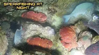 Night Spearfishing Hunting Fresh Seafoods Palawan Philippines Episode 10 Catch and Cook