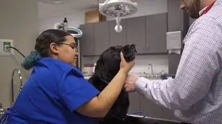 Why Join Southern Veterinary Partners