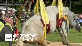 Horse named John rescued from large hole in Baltimore County