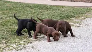 AKC Registered Labrador Retriever Puppies For Sale Sugarcreek, OH
