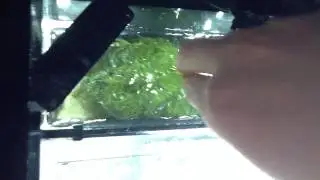 Reef tank sump with macro algae