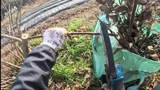 イチジクの剪定(2025.12.10)Pruning fig trees
