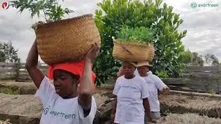 Tree Planting in Madagascar! | Vantisco & Evertreen Partnership #Sustainability #GreenPlanet