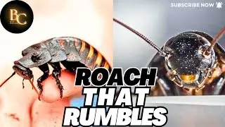 Why This Roach Hisses🪳| Madagascar Hissing Cockroach