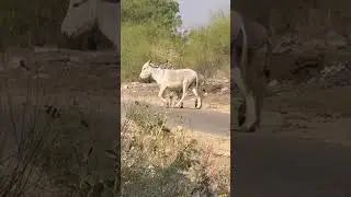 حمير مضحكة تتشاجر وتتودد في قرية صحراوية | Donkey first time | Animal Life in Thar Desert