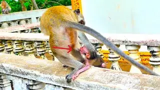 Sad Moments😢: Baby Monkeys Cry and Run After Mom for Milk