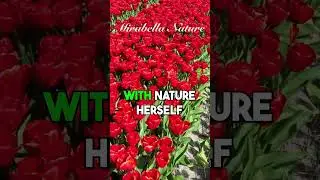 Embrace Serenity | 100 Red Roses Reverie #relaxingmusic #roses  #relaxingpianomusic