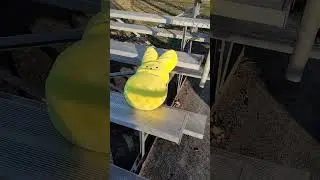 Giant Yellow Peep on Bleechers #shorts