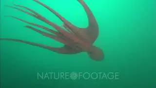 Giant Octopus Swims, Missing Arm