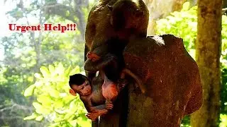 NEW BABY MONKEY JANNA NEED URGENT HELP FROM MOM JANE | JANNA CRY VERY LOUD WANNA BACK MOM