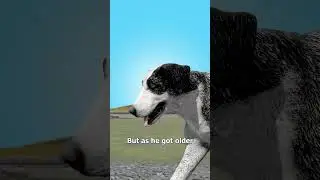The Dog Waited Six Years 😢