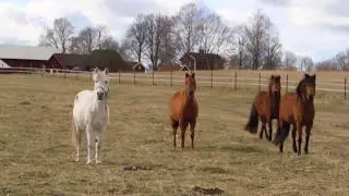 Caspian horses