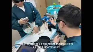 Veterinarians Are Using Max Class 4 Laser Therapy Machine to Treat Cat Trauma Problem #lasertherapy