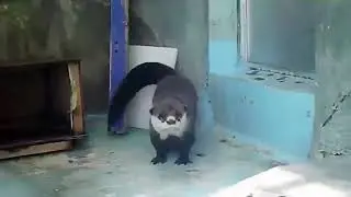 Abruptly Ending Otter