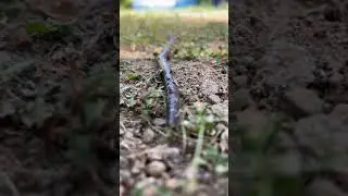 Earthworm | Bulate